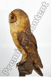 Barn owl - Tyto alba  0068